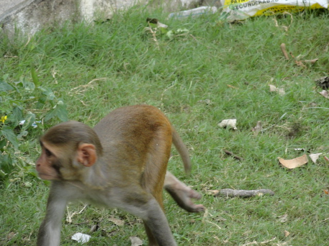 దస్త్రం:monkey 2.jpg