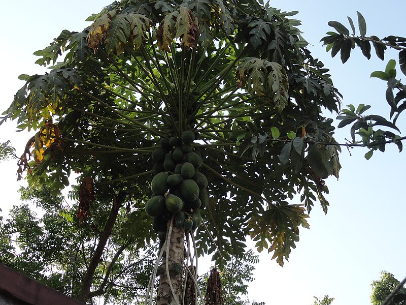 దస్త్రం:boppaayi tree.JPG