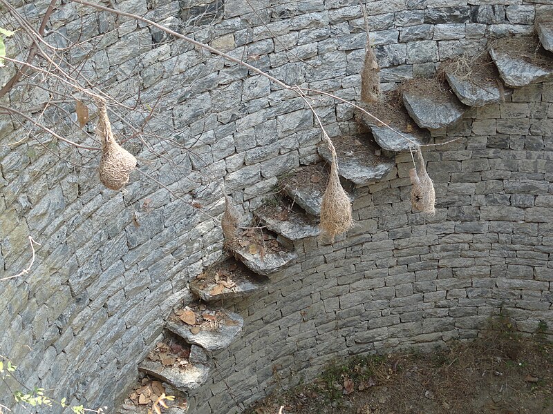 దస్త్రం:birds nests in the well.JPG