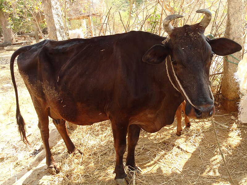 దస్త్రం:cow.JPG