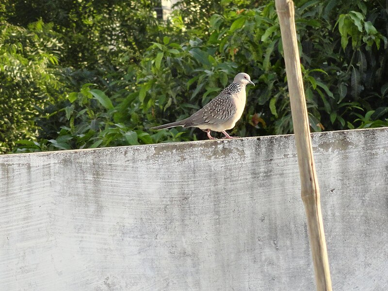 దస్త్రం:belabaayi on wall.JPG