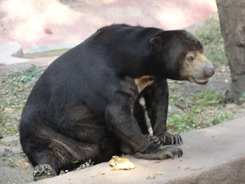 దస్త్రం:bear 2.JPG