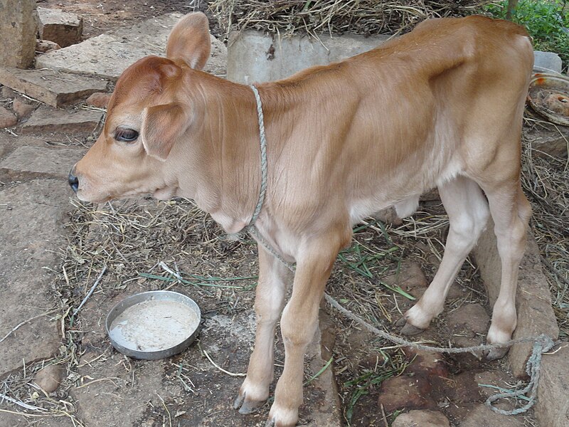 దస్త్రం:calf.. small.JPG