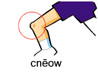 Þæt cnēow