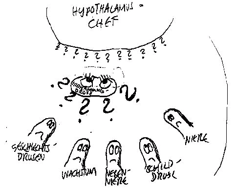 Abb. 5 zeigt euch die Situation, die im Körper herrscht, wenn der Hypophysenstiel durchtrennt ist. Niemand weiß mehr, was los ist