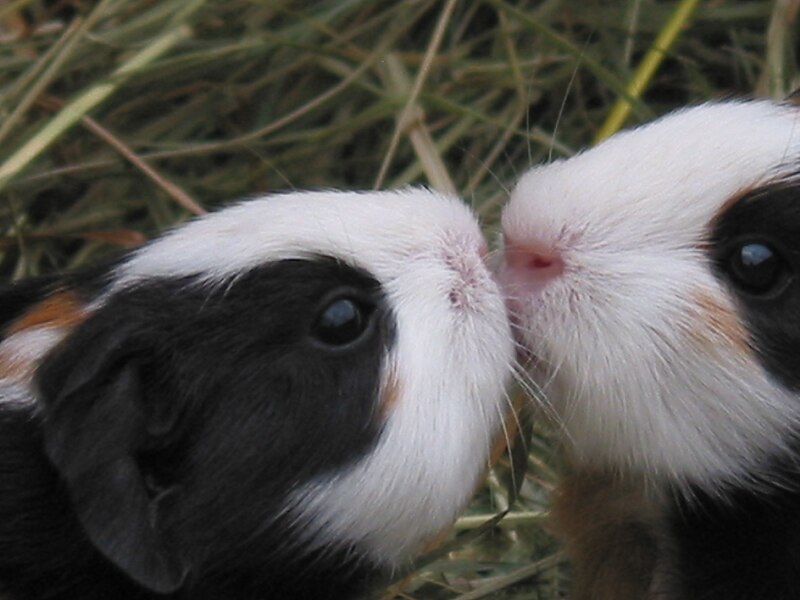 Datei:Meerschweinchen Geschwisterliebe.jpg