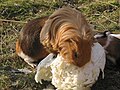 Maximilian hat ein Rudel Kaninchen vertrieben und macht sich nun über den eroberten Chinakohl her