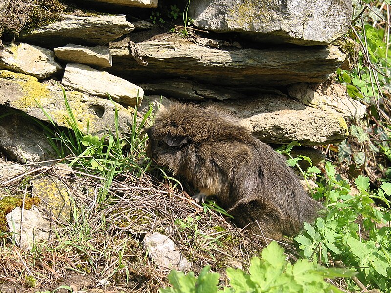 Datei:Meerschweinchen Kletterpartie1.jpg