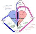 Circulatory system.JPG