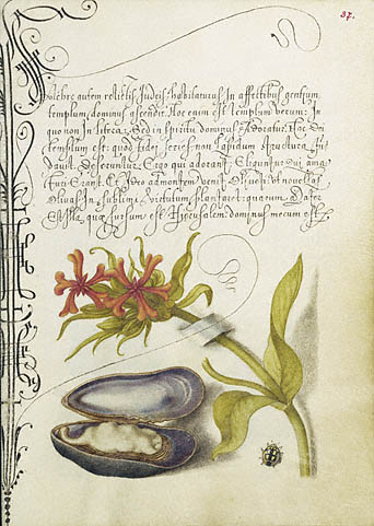 Fájl:Mira calligraphiae I. fol 37.jpg