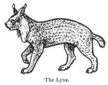 Fájl:Lynx.jpg