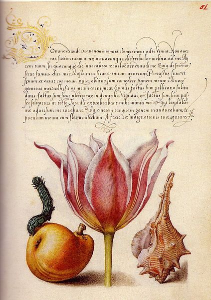 Fájl:Mira calligraphiae I. fol 51.jpg