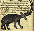 Parandrus egy 15. századi angol bestiáriumból