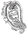 Szalamandra pajzstartók Selmecbánya címerében. A Schmidt selmecbányai dicsőségkapu tervén lévő Selmecbánya-címer (1751)[2]
