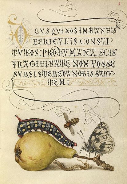 Fájl:Mira calligraphiae I. fol 7.JPG