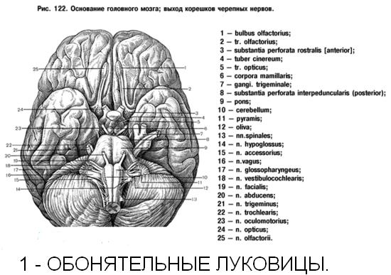 Файл:Обонятельные луковицы.jpg