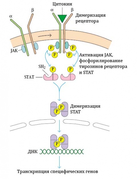 Реферат: Нейрональные рецепторы в клетках иммунной системы