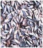 File:Menhaden fish catch.jpg