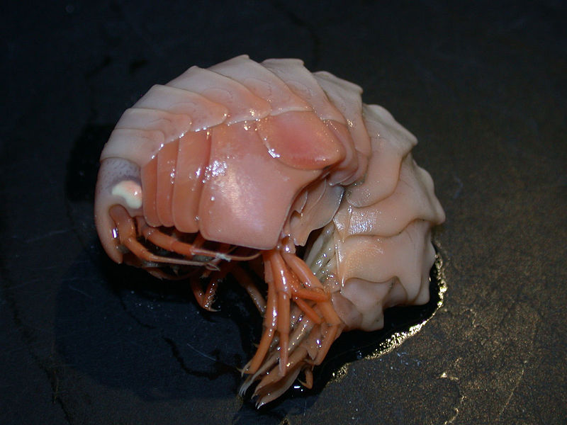 File:Amphipod crustacean.jpg