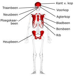 Platbene in die menslike liggaam (in rooi).