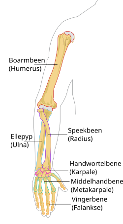Menslike Skelet: Opdeling van die skelet, Skedel, Ruggraat