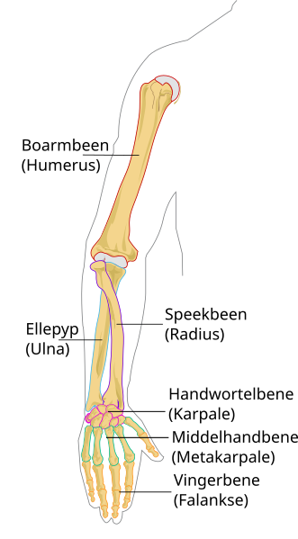 Lêer:Bene van die arm.svg