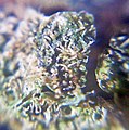 Cannabis Pistils & Trichomes as seen under DIY macroscope6.jpeg