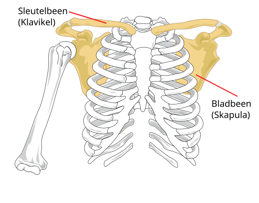 Lêer:Bene van die skouergordel.svg