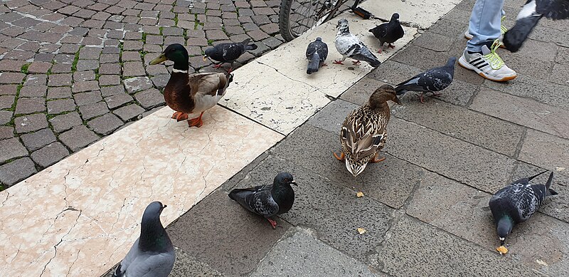 Lêer:Eende en duiwe op die Piazza dei Signori, Treviso.jpg