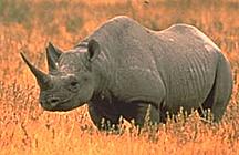 ስዕል:Rhino-216.jpg