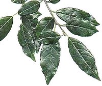 Rhamnus prinioides, leaves.jpg