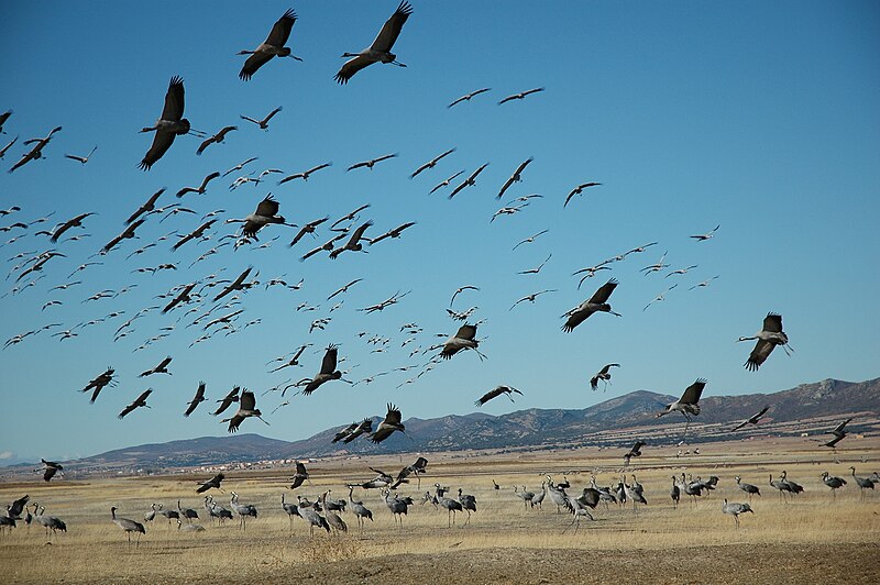 Imachen:Grudas en Gallocanta.jpg