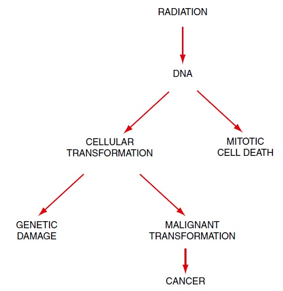 ملف:Radiation and carcinogenesis.jpg