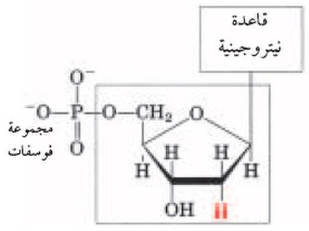 سكر رايبوزي منقوص الأكسجين.jpg