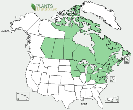 Abies balsamea range USDA.png