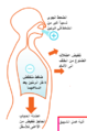 تصغير للنسخة بتاريخ 01:26، 24 يناير 2009