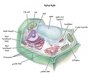 مكونات الخلية النباتية.jpg