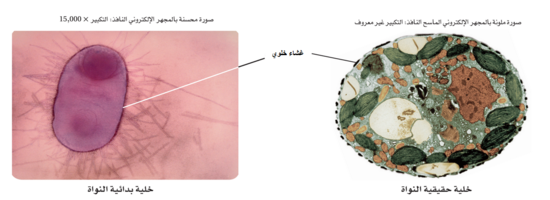 أي الخلايا يمكن أن ينمو حجمًا أكبر. أ- الخلية المنبسطة . ب- الخلية المكعبة . ج_ الخلية الكروية د- الخلية الدائرية