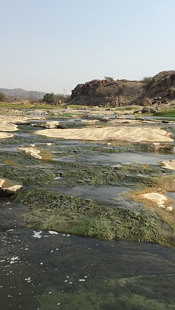 ربيعة المقاطرة