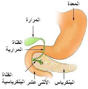 Pancreas arabic.jpg