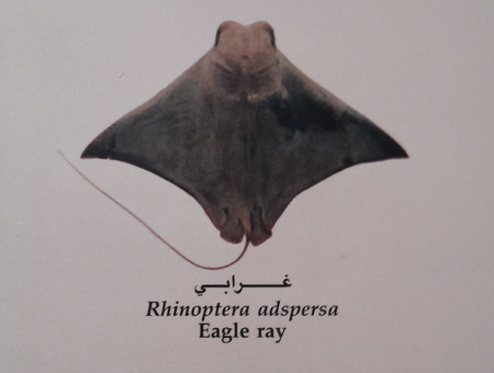 Rhinoptera adspersa by ahmed fouad.png