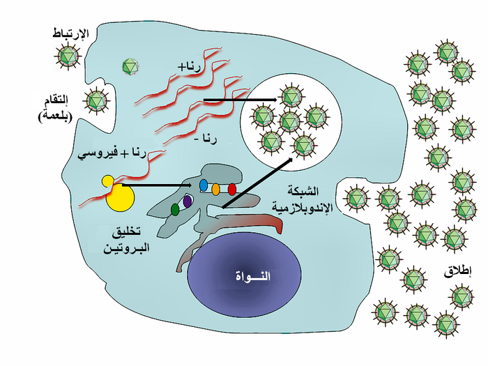 دورة نموذجية لتكرار الفيروس