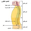 تصغير للنسخة بتاريخ 06:02، 24 يناير 2006