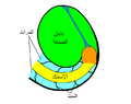 تركيب صدفة الأمونيت.