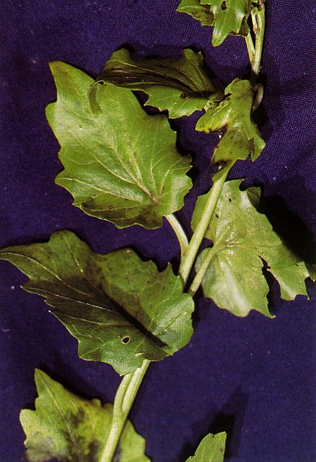 Cardamine cordifolia.jpg