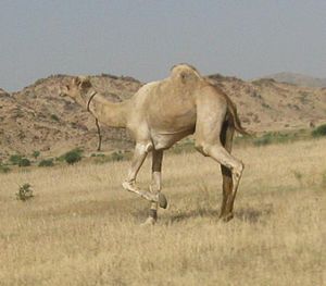 Mahria Camel.JPG