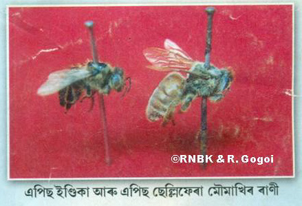 চিত্ৰ:6insect as food.jpg