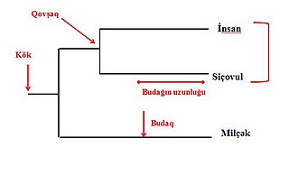 Filogenetik ağac