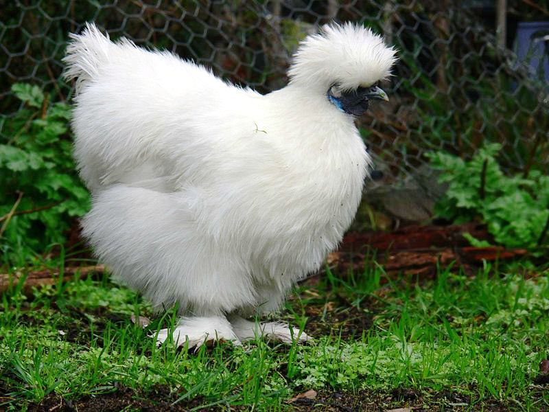 Ladawan:Silky bantam2.jpg