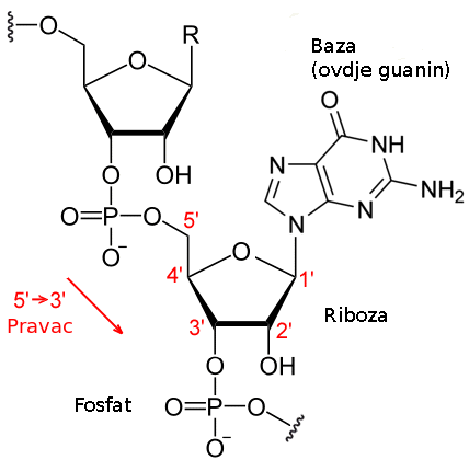 Datoteka:RNA chemical structure bs.png